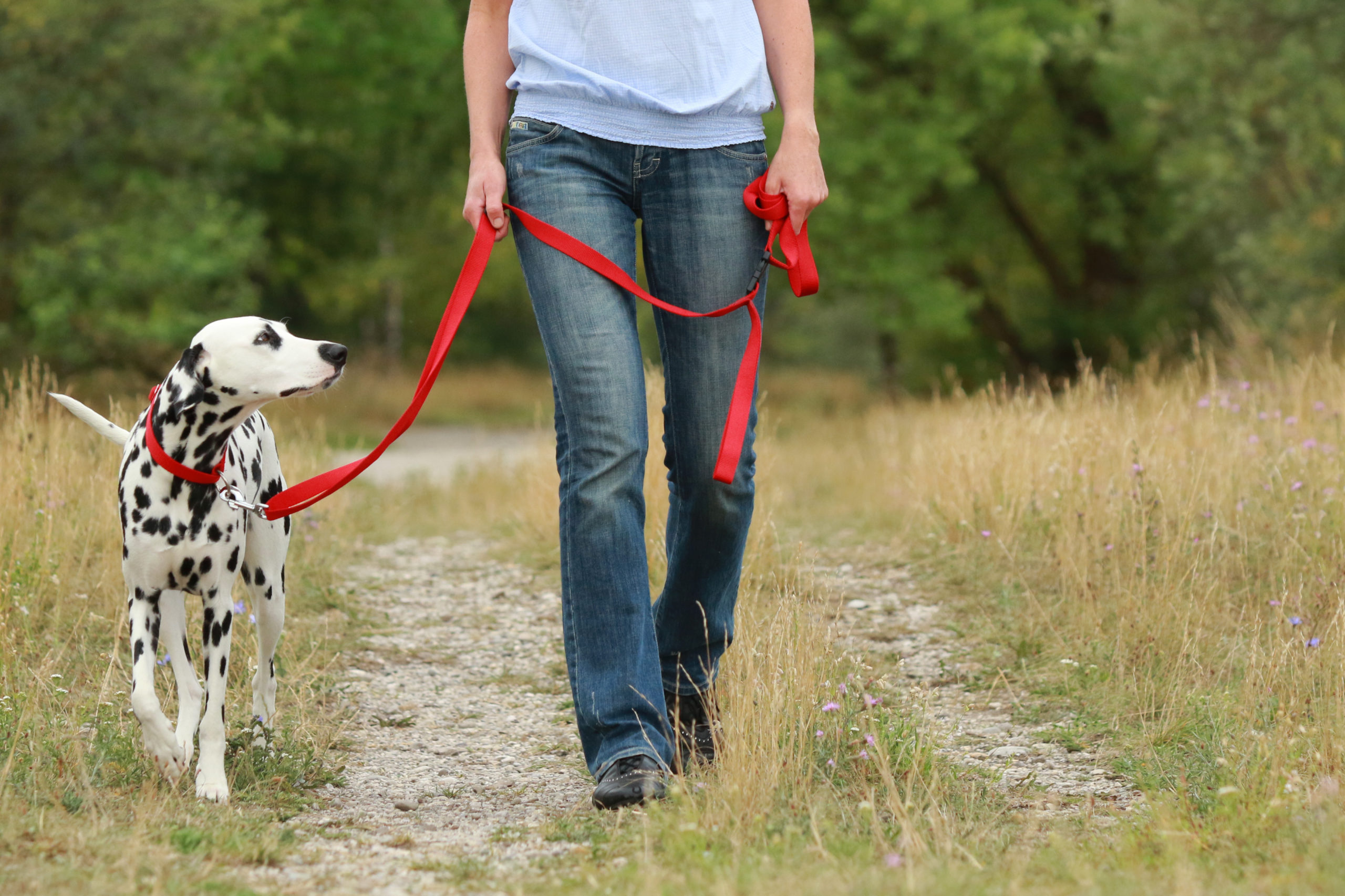 Jak nauczyć psa chodzenia przy nodze