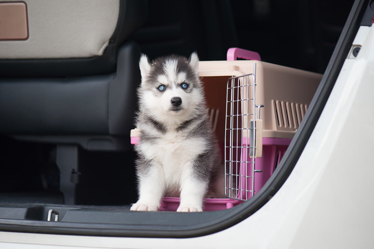 Jak przyzwyczaić psa do samochodu, czyli komfort wspólnej jazdy